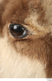 Alpine chamois Rupicapra rupicapra eye 0005.jpg